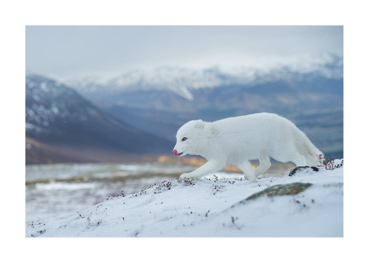 Arctic hunter
