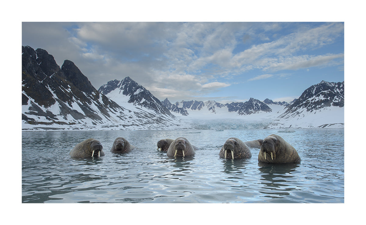 Polar sauna